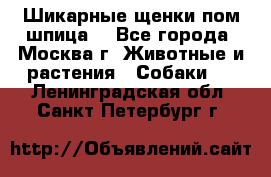 Шикарные щенки пом шпица  - Все города, Москва г. Животные и растения » Собаки   . Ленинградская обл.,Санкт-Петербург г.